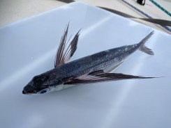 Brazil Flying Fish