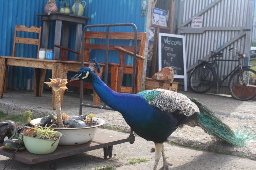 Capetown Mosselbaai Peacock2