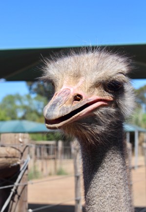 Capetown Ostrich
