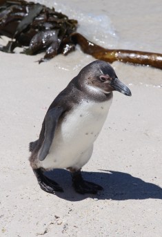 Capetown Penguin