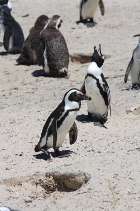 Capetown Penguins