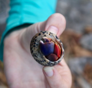 Carib Puerto Rico Crab
