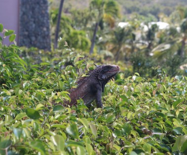 Carib USVI Iguana