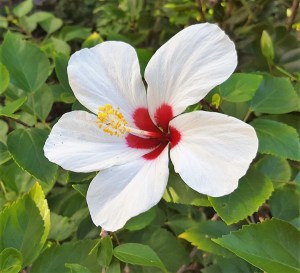 Color Hibiscus White
