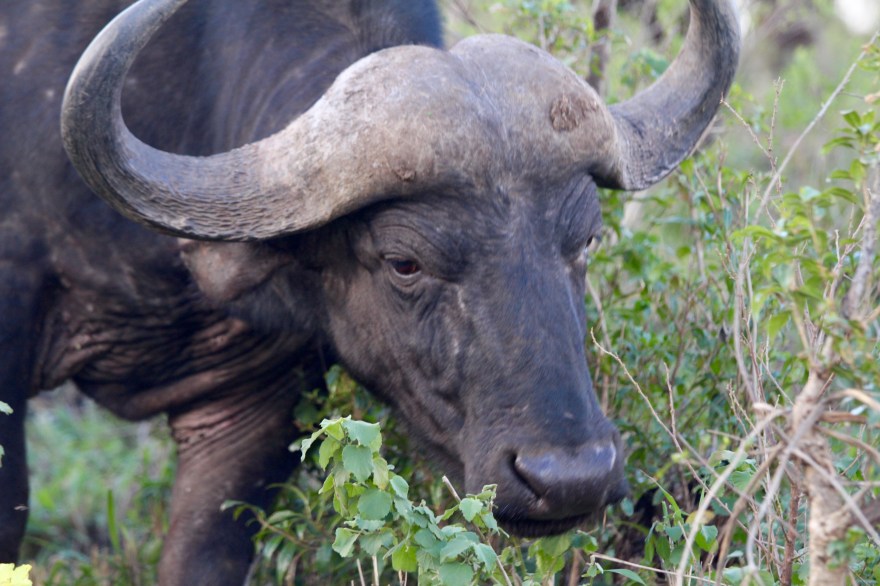 Durban Cape Buffalo2