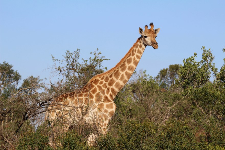 Durban Giraffe