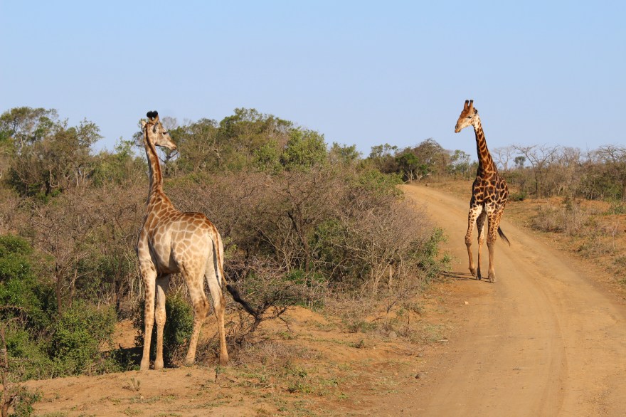 Durban Giraffes