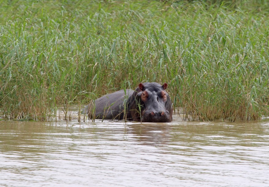 Durban Hippo1