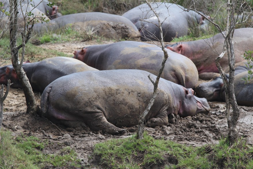 Durban Hippos2