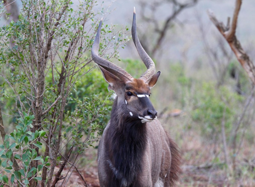 Durban Nyala Male