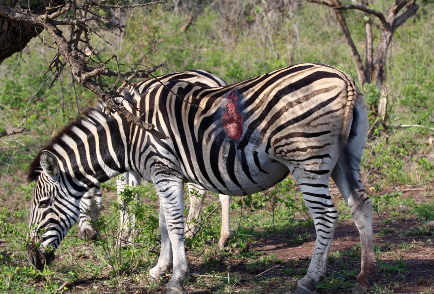 Durban Zebra Injured