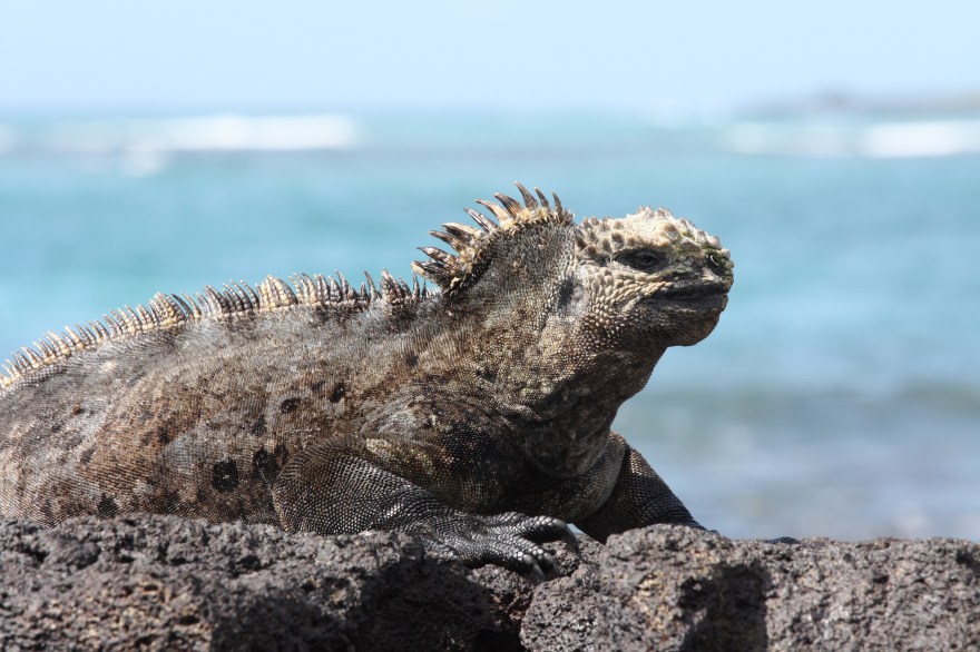 Galap Iguana4 BIG