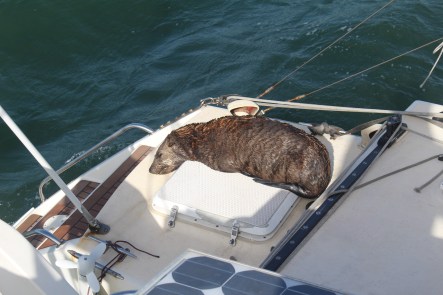 Namibia Cape Fur Seal2