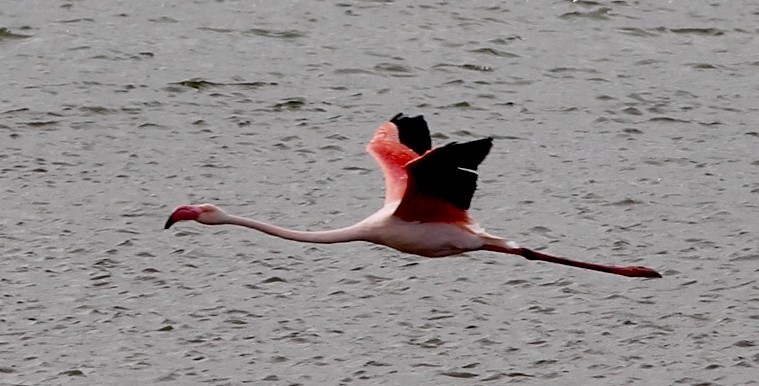 Namibia Flamingo Flying2