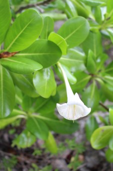 Niue Flower