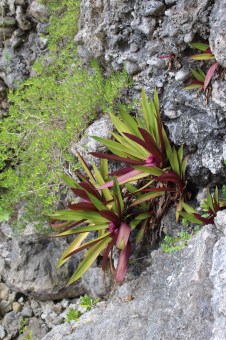 Niue Plant