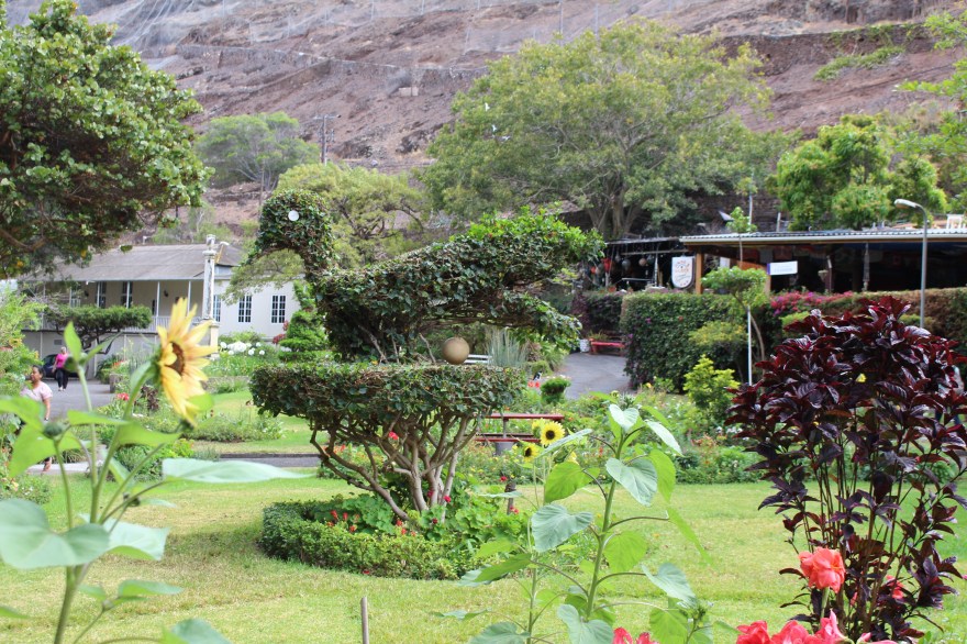 South Atlantic St Helena Gardening