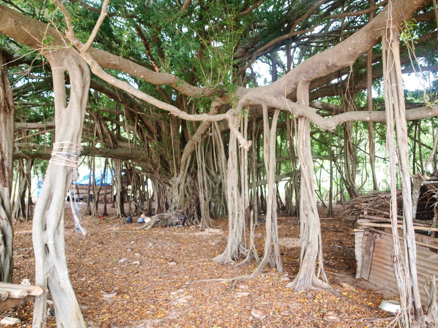 Tonga Banyan Tree