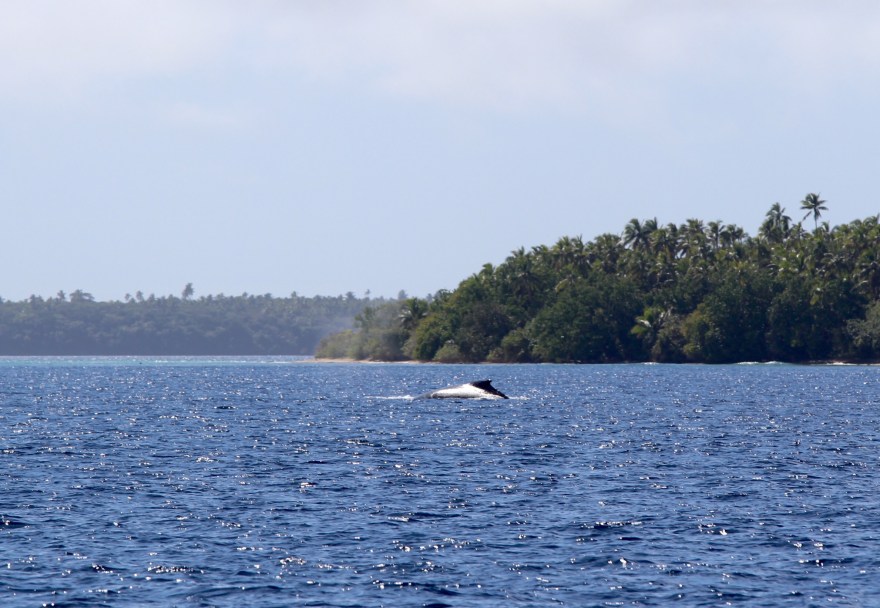 Tonga Whale